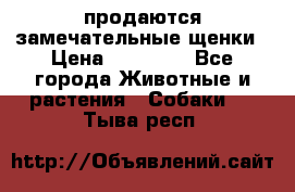 продаются замечательные щенки › Цена ­ 10 000 - Все города Животные и растения » Собаки   . Тыва респ.